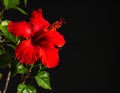 Beautiful red hibiscus flower on a black background, closed. Text area Royalty Free Stock Photo