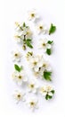 Beautiful spring tree blossoms isolated on white Royalty Free Stock Photo