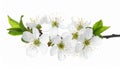 Beautiful spring tree blossoms isolated on white Royalty Free Stock Photo