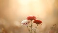 Three small red asters in soft focus on warm beige gradient Royalty Free Stock Photo