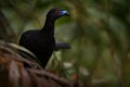Black Guan, Chamaepetes unicolor, forest dark tropical bird with blue bill and red eyes, Royalty Free Stock Photo