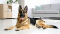 Adorable German shepherd dog lying on floor indoors Royalty Free Stock Photo