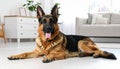 Adorable German shepherd dog lying on floor indoors Royalty Free Stock Photo