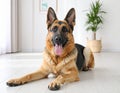 Adorable German shepherd dog lying on floor indoors Royalty Free Stock Photo