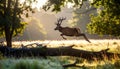 Wild Deer Jumping in Forest Clearing at Morning Light Royalty Free Stock Photo