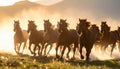 Wild Horses Running Through Meadow with Sunlit Dust Royalty Free Stock Photo