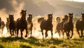 Wild Horses Running Through Meadow with Sunlit Dust Royalty Free Stock Photo