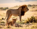 Lion and cub Wildlife Animals Mammals at the savannah grassland wilderness hill Royalty Free Stock Photo