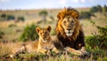 Lion and cub Wildlife Animals Mammals at the savannah grassland wilderness hill Royalty Free Stock Photo