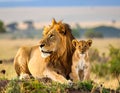 Lion and cub Wildlife Animals Mammals at the savannah grassland wilderness hill Royalty Free Stock Photo