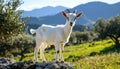 A young white goat stands confidently on a rock in a lush green meadow with olive tree Royalty Free Stock Photo
