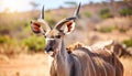 Animal in dry climate nature, wildlife and kudu, antelope in open air and game reserve Royalty Free Stock Photo