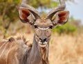 Animal in dry climate nature, wildlife and kudu, antelope in open air and game reserve Royalty Free Stock Photo