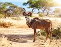 Animal in dry climate nature, wildlife and kudu, antelope in open air and game reserve Royalty Free Stock Photo