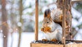 Funny furry squirrel sitting in feeder and eating nuts against winter backdrop Royalty Free Stock Photo