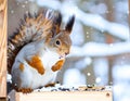 Funny furry squirrel sitting in feeder and eating nuts against winter backdrop Royalty Free Stock Photo