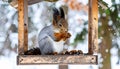 Funny furry squirrel sitting in feeder and eating nuts against winter backdrop Royalty Free Stock Photo