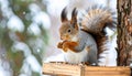 Funny furry squirrel sitting in feeder and eating nuts against winter backdrop Royalty Free Stock Photo