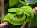 Mangrove pit viper or green viper or green snake is waiting for its prey on a tree Royalty Free Stock Photo