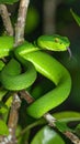 Mangrove pit viper or green viper or green snake is waiting for its prey on a tree Royalty Free Stock Photo