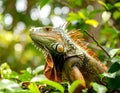Iguana lizard in tropical jungle. Wild iguana lizard. Exotic iguana reptile. Exotic Royalty Free Stock Photo