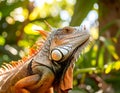 Iguana lizard in tropical jungle. Wild iguana lizard. Exotic iguana reptile. Exotic Royalty Free Stock Photo