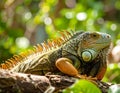 Iguana lizard in tropical jungle. Wild iguana lizard. Exotic iguana reptile. Exotic Royalty Free Stock Photo