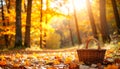 Golden hour fall forest blur with small wicker basket in bottom-right corner Royalty Free Stock Photo