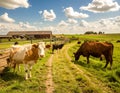 Beautiful day on the farm with the animals Royalty Free Stock Photo