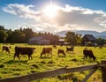 Beautiful day on the farm with the animals Royalty Free Stock Photo