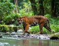 Sumatran tiger walking near a river in a tropical forest Royalty Free Stock Photo