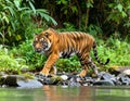 Sumatran tiger walking near a river in a tropical forest Royalty Free Stock Photo