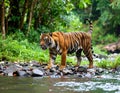 Sumatran tiger walking near a river in a tropical forest Royalty Free Stock Photo