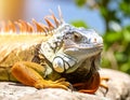 Iguana basking in the sun. Animals of tropical countries. Royalty Free Stock Photo