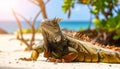 Iguana basking in the sun. Animals of tropical countries. Royalty Free Stock Photo