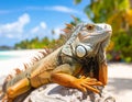 Iguana basking in the sun. Animals of tropical countries. Royalty Free Stock Photo