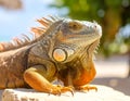 Iguana basking in the sun. Animals of tropical countries. Royalty Free Stock Photo