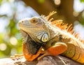 Iguana basking in the sun. Animals of tropical countries. Royalty Free Stock Photo