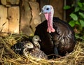 A female turkey is incubating her newly hatched chicks in the nest. This animal Royalty Free Stock Photo