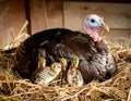 A female turkey is incubating her newly hatched chicks in the nest. This animal Royalty Free Stock Photo