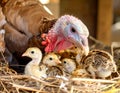 A female turkey is incubating her newly hatched chicks in the nest. This animal Royalty Free Stock Photo