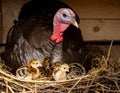 A female turkey is incubating her newly hatched chicks in the nest. This animal Royalty Free Stock Photo