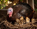 A female turkey is incubating her newly hatched chicks in the nest. This animal Royalty Free Stock Photo