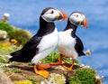 A pair of Puffins on Saltee Island, Ireland. Royalty Free Stock Photo