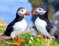 A pair of Puffins on Saltee Island, Ireland. Royalty Free Stock Photo