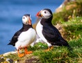A pair of Puffins on Saltee Island, Ireland. Royalty Free Stock Photo