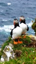 A pair of Puffins on Saltee Island, Ireland. Royalty Free Stock Photo