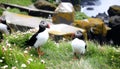 A pair of Puffins on Saltee Island, Ireland. Royalty Free Stock Photo