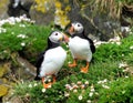 A pair of Puffins on Saltee Island, Ireland. Royalty Free Stock Photo