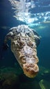 A powerful and fearsome crocodile swimming underwater in a dark aquatic environment. Royalty Free Stock Photo